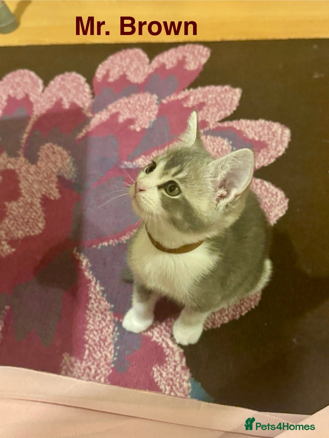 Domestic Shorthair cats for sale: Adorable Loving Kittens Looking for Forever Homes! - Advert 18