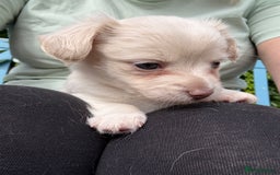 Mixed Breed dogs for sale: Chiweenie Long Haired Pups (Dachshund x Chihuahua) - Image 3
