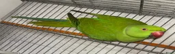 Ringnecks birds for sale: Beautiful young ringnecks for sale  in Chesterfield - Advert 5