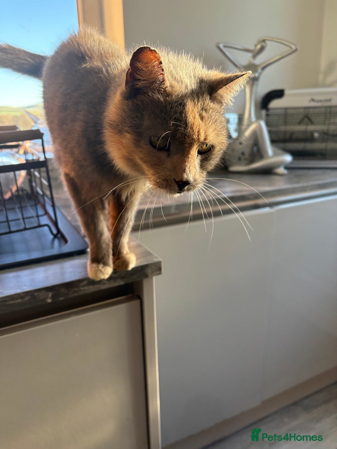 Domestic Shorthair cats for sale: Molly the CAT  **  8years old - Advert 6