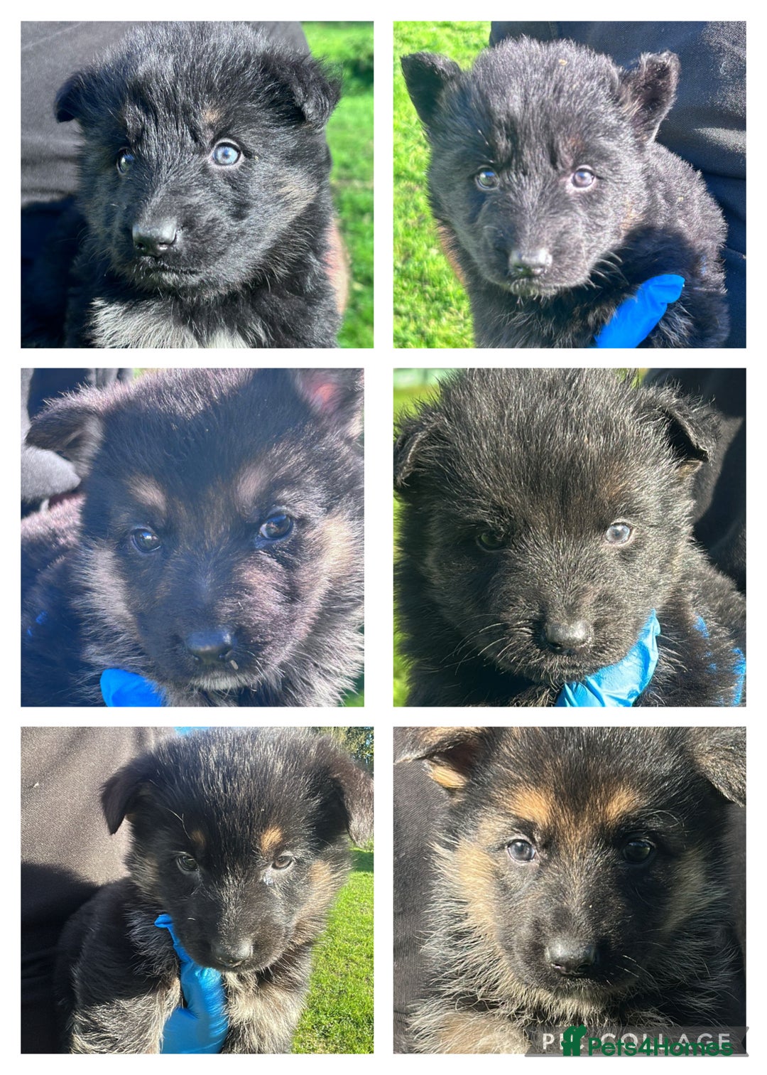 German Shepherd dogs for sale: German shepherd READY TO LEAVE - Advert 8