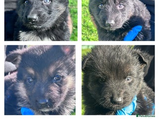 German Shepherd dogs - Advert 20