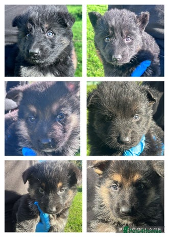 German Shepherd dogs - Advert 10