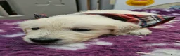 Golden Retriever dogs for sale: Cuddly KC Reg Golden Retriever Puppies - Advert 3