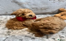 Miniature Poodle dogs for sale: 🐶 Miniature Poodle Puppies! 🐾 - Image 15