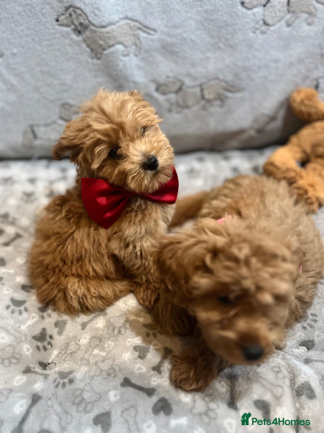 Miniature Poodle dogs for sale: 🐶 Miniature Poodle Puppies! 🐾 - Image 15