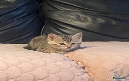 Bengal cats for sale: Cute and fluffy half Bengal kittens  - Image 25