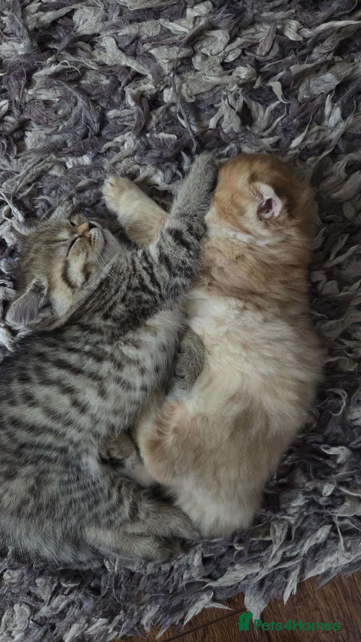 Scottish Fold cats Scottish Fold/Straight ready for new home 10thJuly - Advert 2