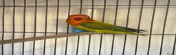 Lovebirds birds for sale: Two lovebirds for sale £120 for both - Advert 11