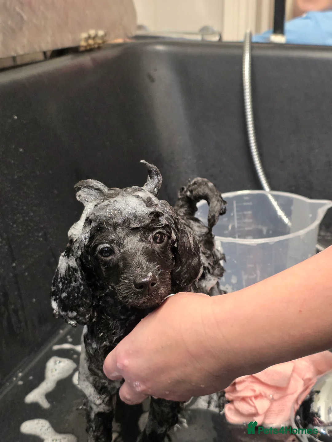 Miniature Poodle dogs for sale: Miniature Poodle Puppies – KC Registered - Advert 4