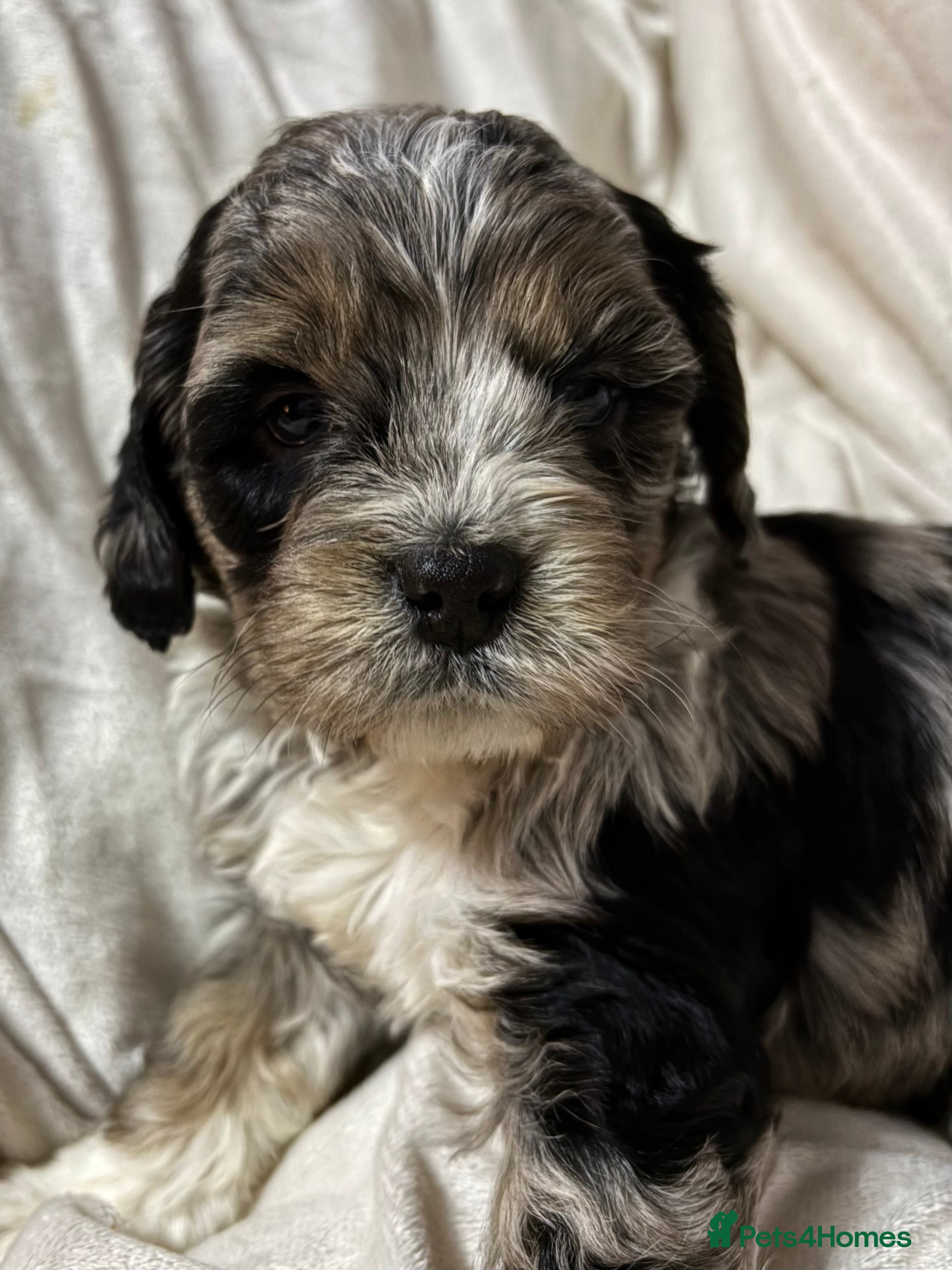 Cavapoo dogs Gorgeous Cavapoo Pups - Advert 1