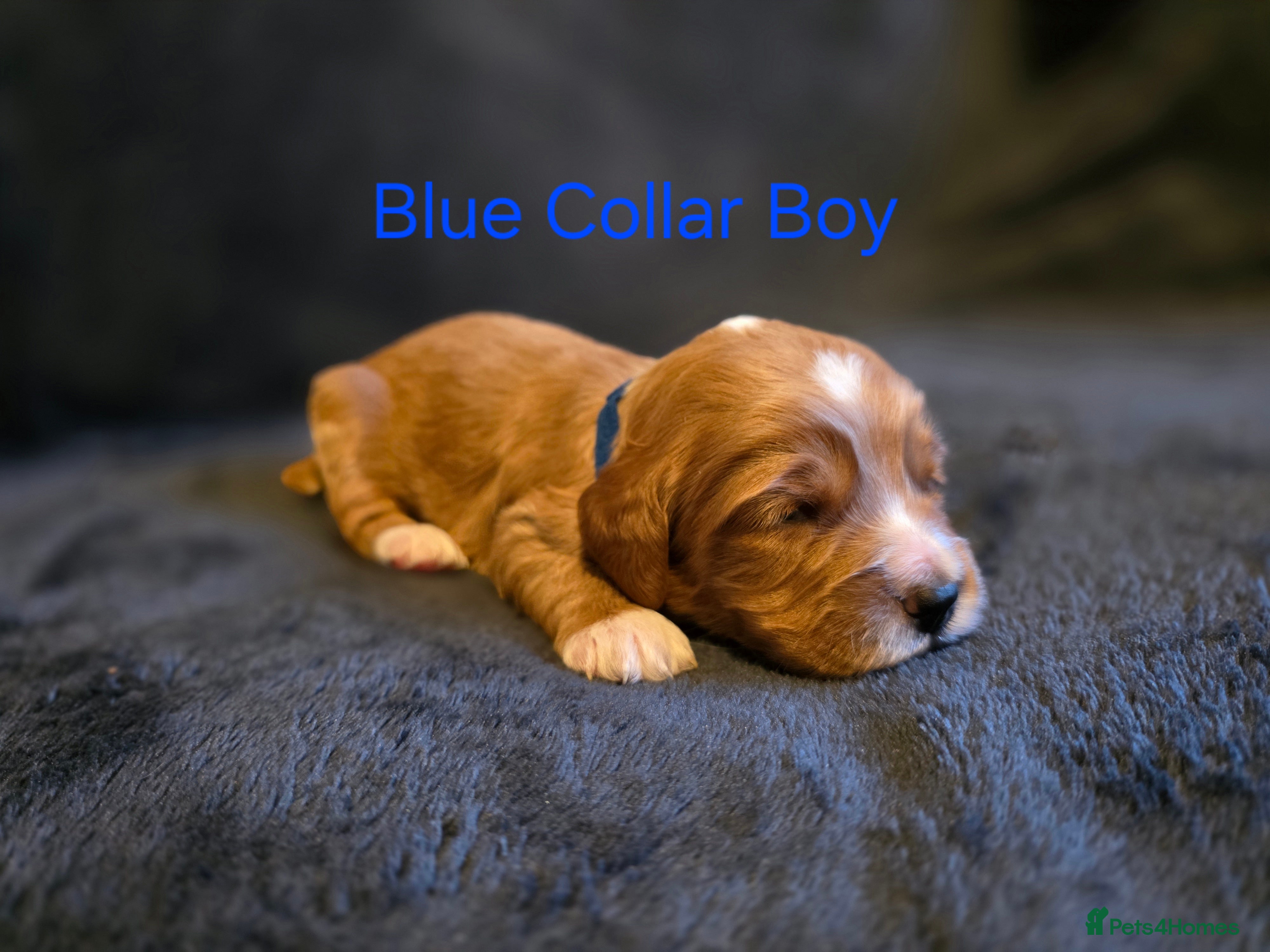 Cockapoo dogs Beautiful litter of Cockapoo puppies - Advert 1