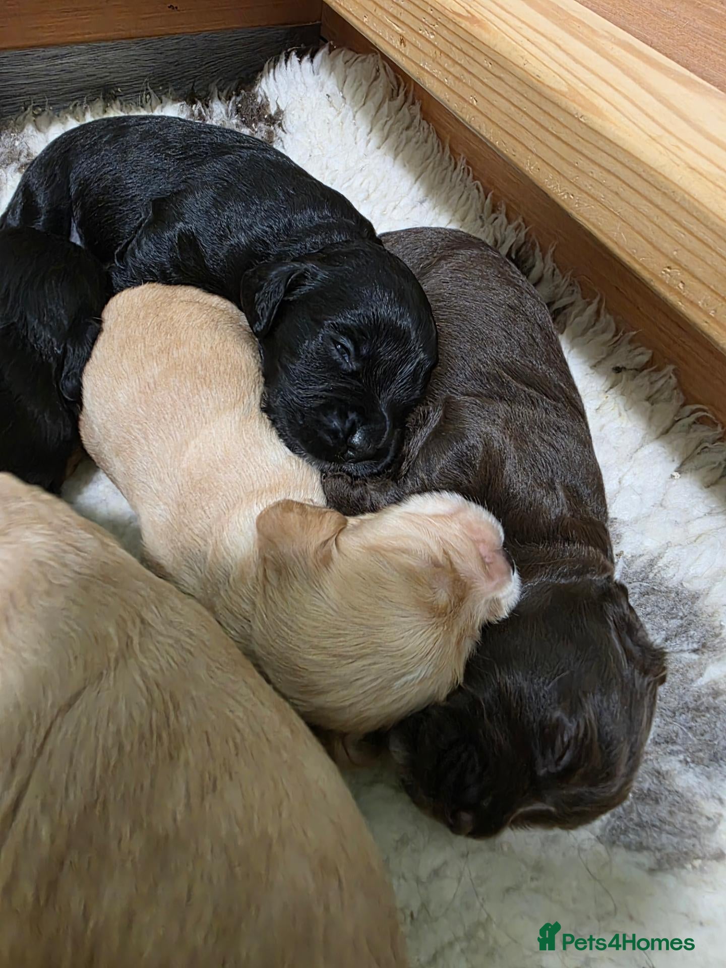 Cocker Spaniel dogs 4 beautiful cocker spaniel puppies - Advert 2