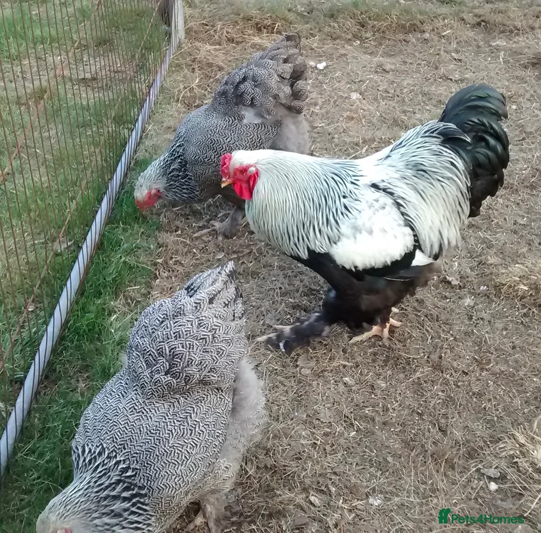 Chickens poultry for sale: Selection of Brahma growers  - Advert 2