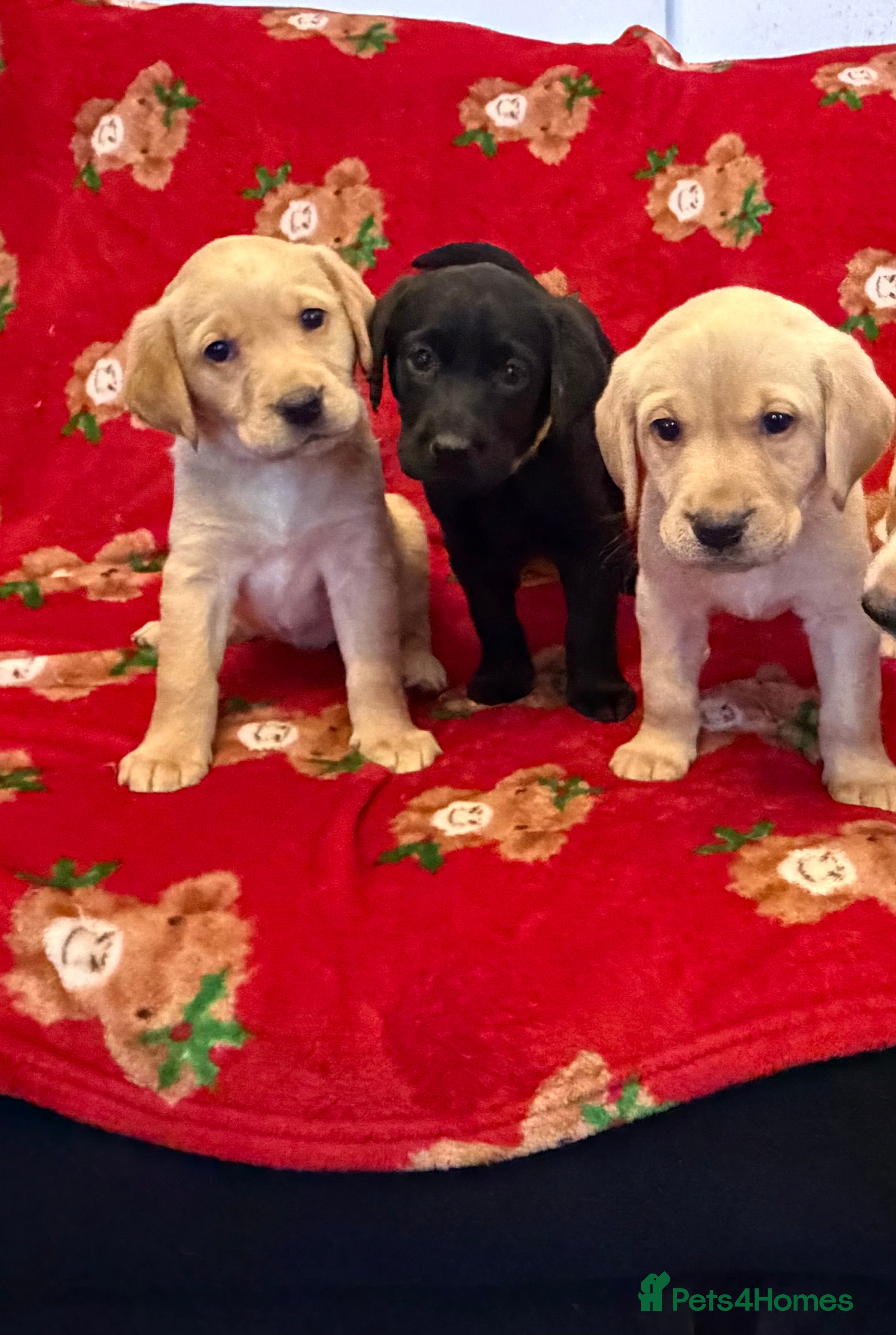 Labrador Retriever dogs Now have 3 Labrador Retriever Puppies for Sale 🐾 - Advert 14