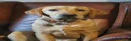 Springador dogs for sale: BEAUTIFUL SPRINGADOR PUPPIES - Advert 9