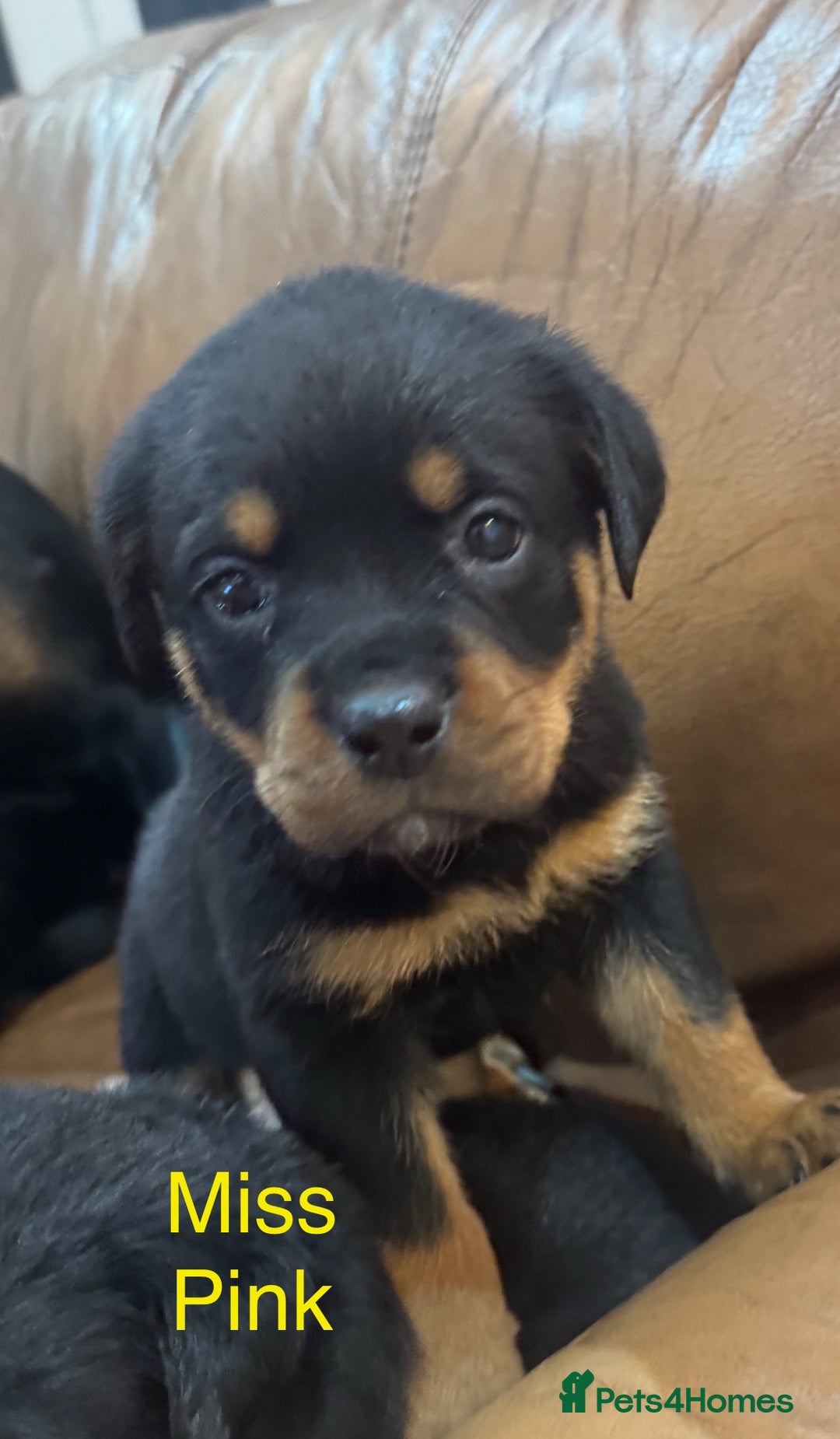 Rottweiler dogs for sale: KC Registered German Rottweiler Puppies - Image 11