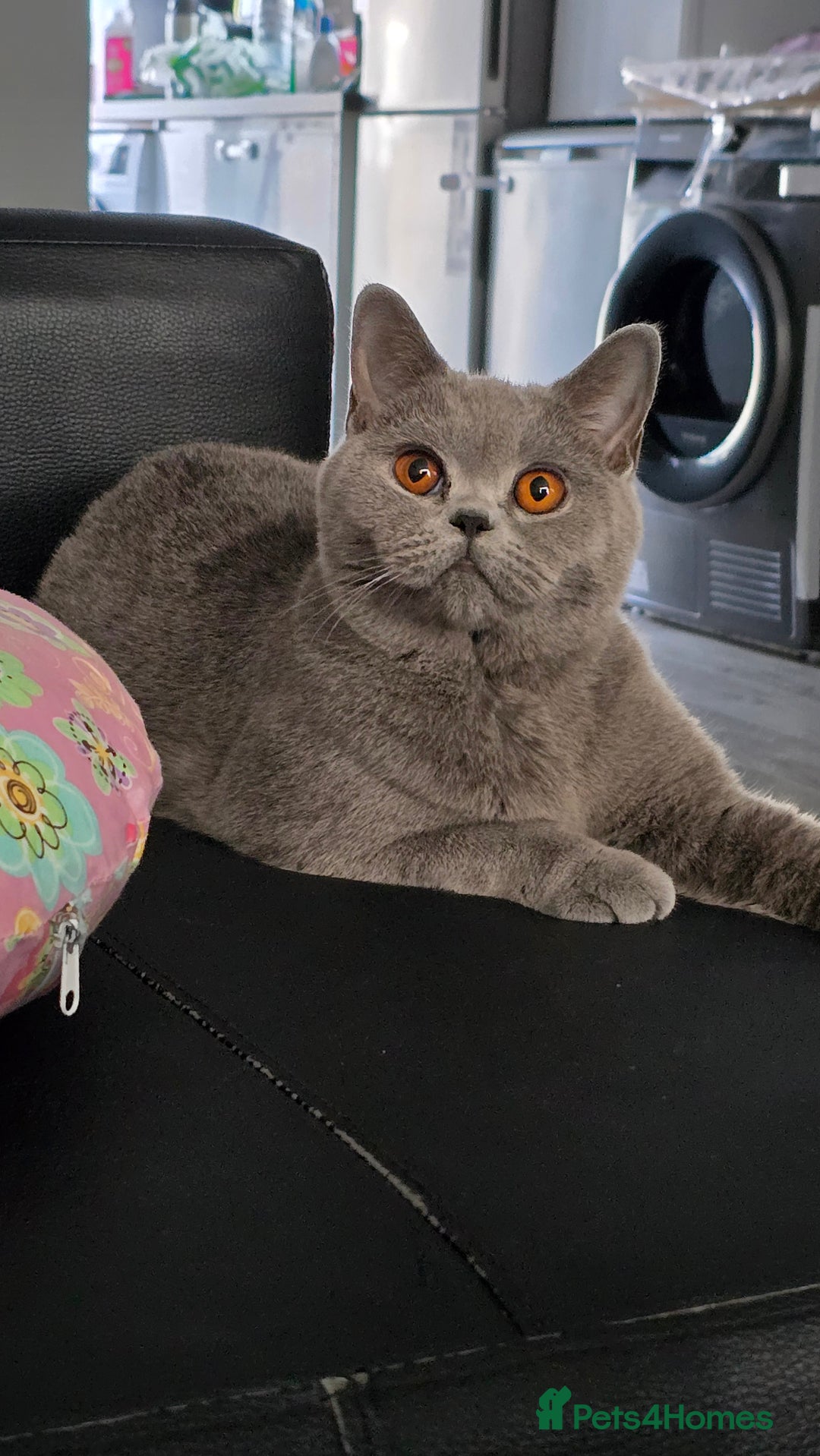 British Shorthair cats for sale: Stunning GCCF&TICA Active BSH Queen - Advert 4