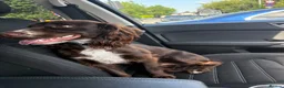 Cocker Spaniel dogs for sale: 1 year old English Cocker Spaniel in Manchester - Advert 4
