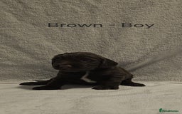 Sprocker dogs for sale: Adorable Sprocker Puppies  - Image 10