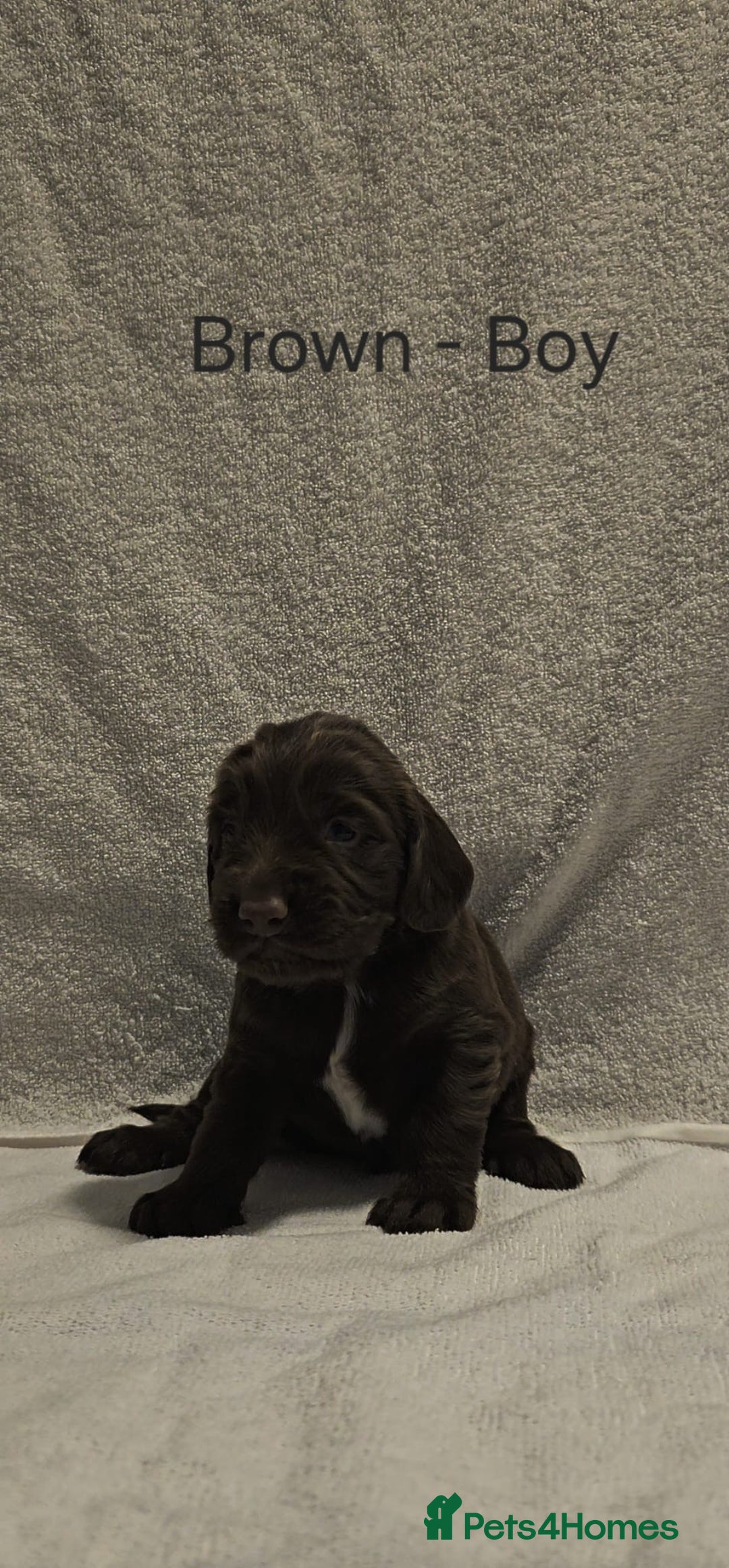 Sprocker dogs for sale: Adorable Sprocker Puppies  - Image 10