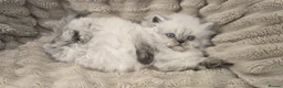 Persian cats for sale: Purebred Persian Kittens for Sale  - Advert 8
