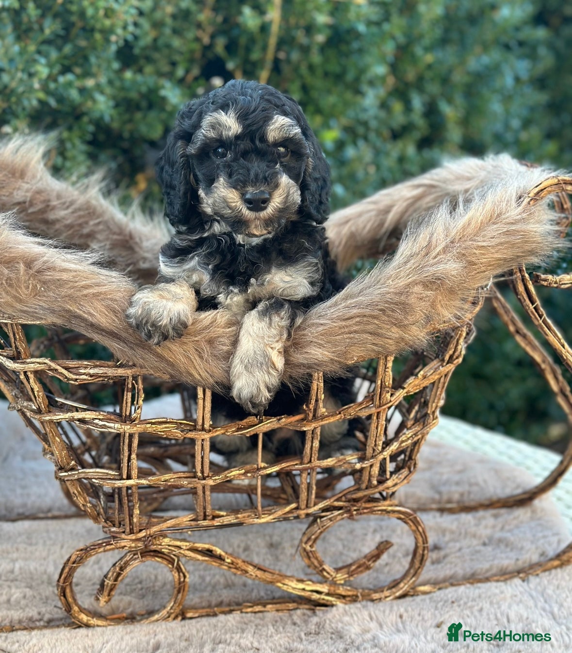 Miniature Poodle dogs Stunning miniature poodle  - Advert 4