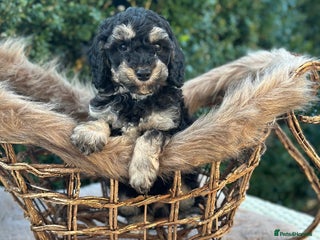 Miniature Poodle dogs Stunning miniature poodle - Advert 14