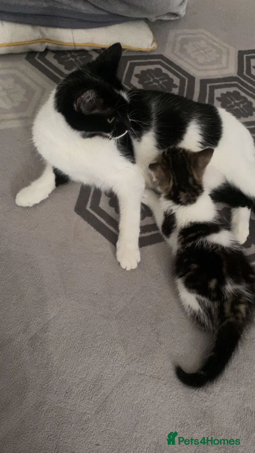 Mixed Breed cats for sale: little kitten for sale - Advert 5