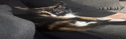 Mixed Breed cats for sale: URGANT sale  - Advert 3