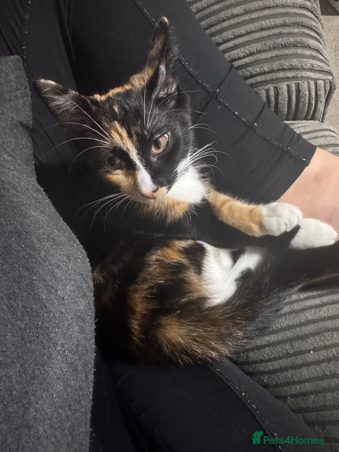 Mixed Breed cats for sale: URGANT sale  - Advert 3