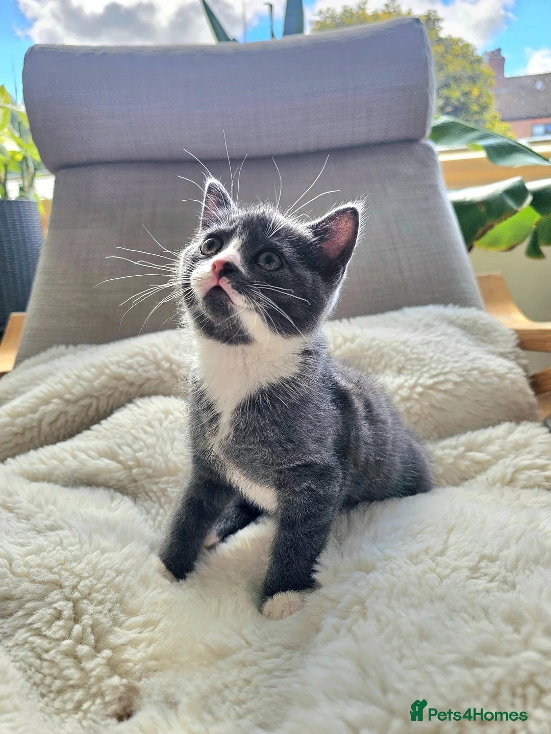 Russian Blue cats for sale: Russian Blue mixed British Short Hair - Advert 1