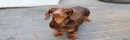 Dachshund dogs for stud: Chocolate and tan miniature dachshund for stud - Advert 2