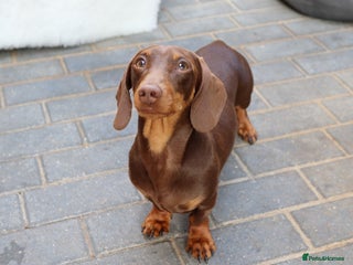 Dachshund dogs - Advert 6