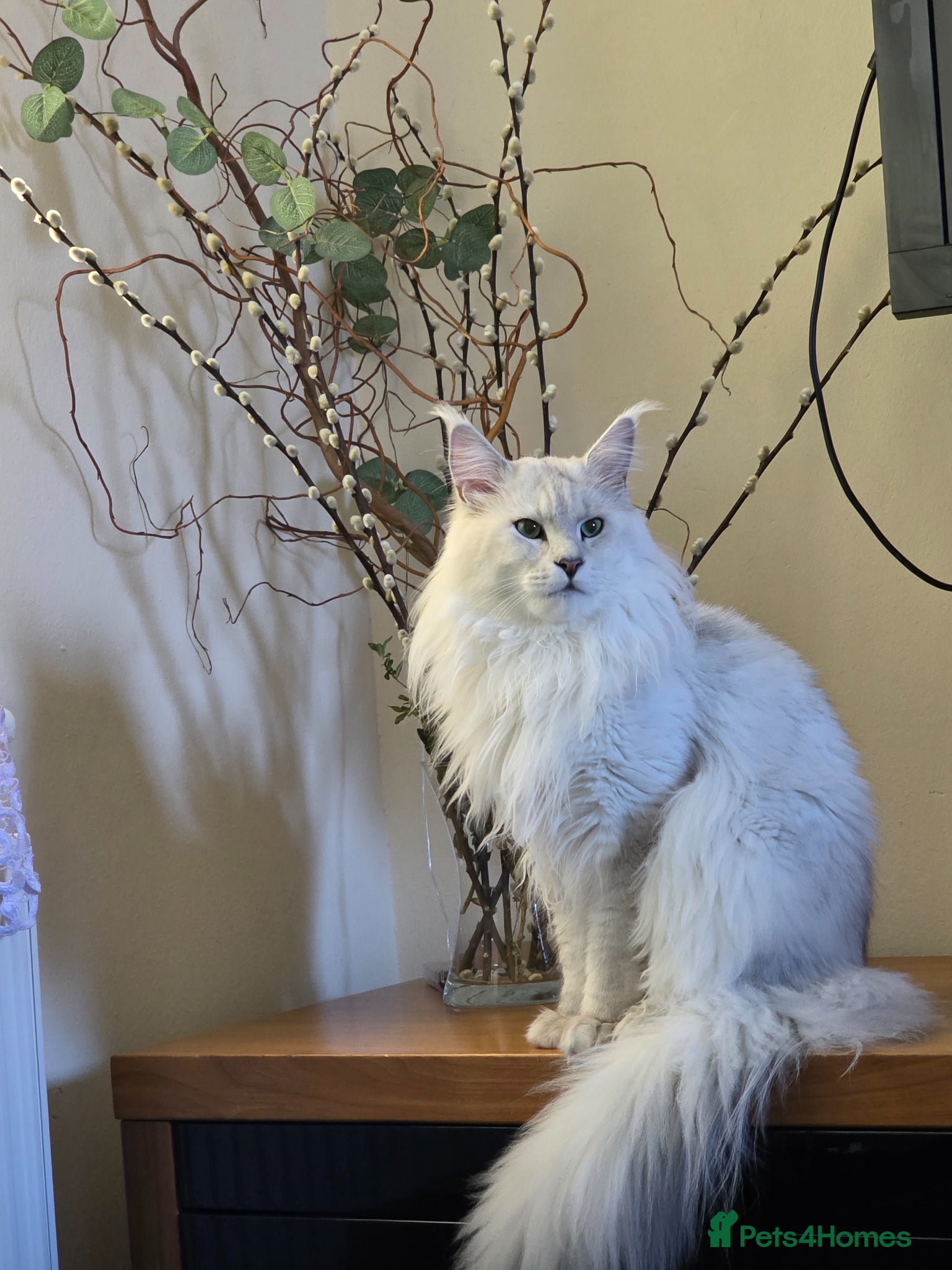 Maine Coon cats Sir Aslan Silver Shaded Stud  - Advert 2