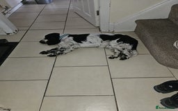 Cocker Spaniel dogs for stud: Beautiful show cocker stud £250 - Image 2