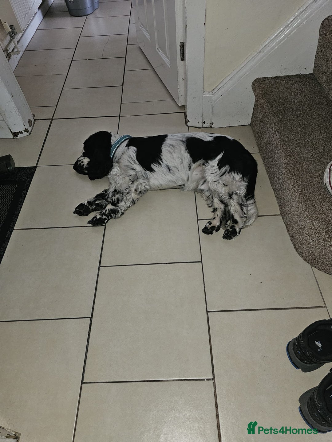 Cocker Spaniel dogs for stud: Beautiful show cocker stud £250 - Image 2
