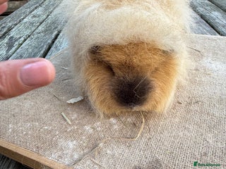 Guinea Pig rodents Pure bred California & Swiss guineapigs - Advert 4