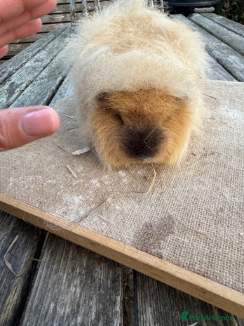 Guinea Pig rodents Pure bred California & Swiss guineapigs - Advert 1