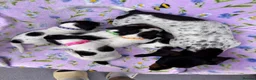 Miniature Dachshund dogs for sale: 5 cute piebald miniature dachshund puppies - Advert 22