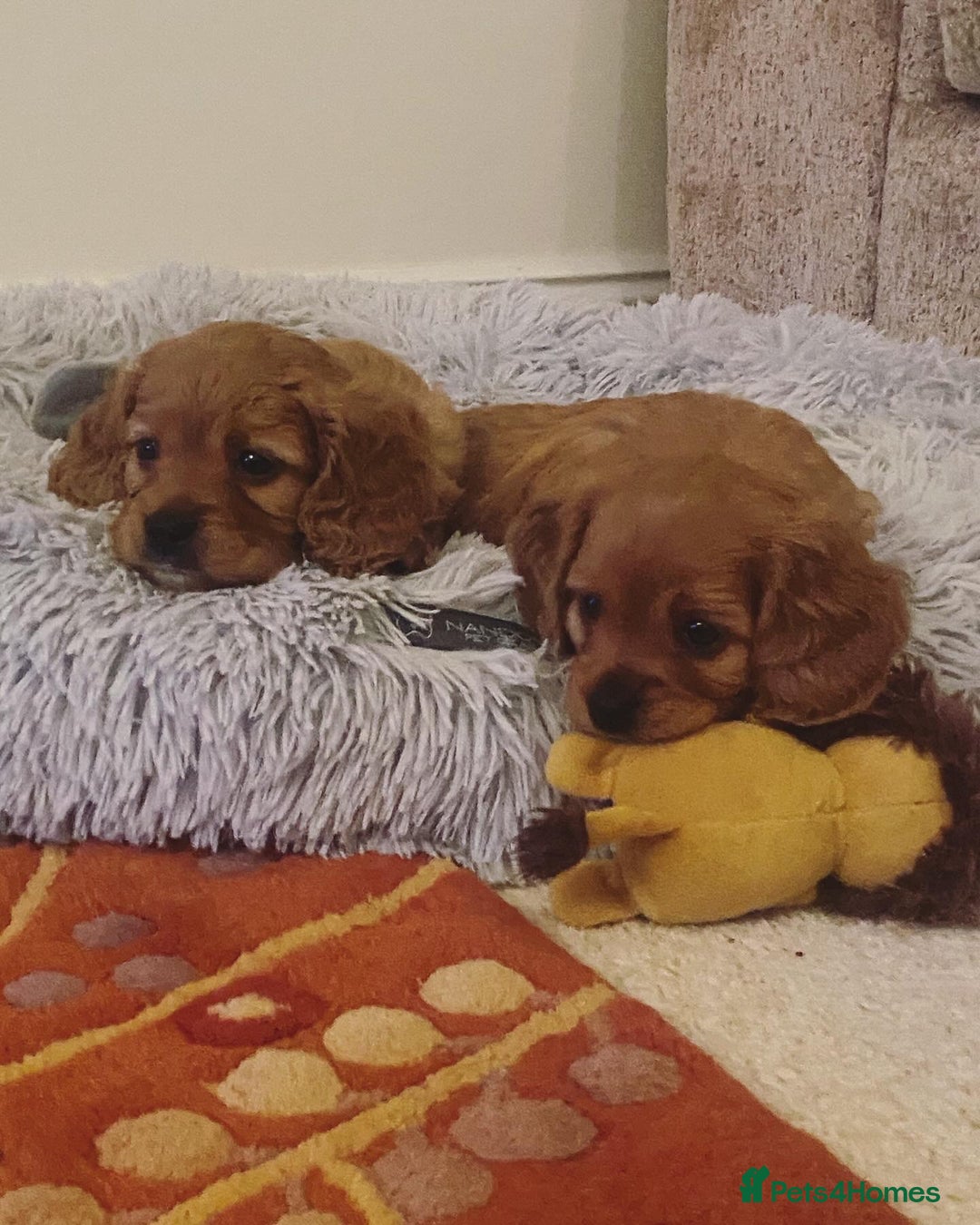Cavapoo dogs for sale: Beautiful Cavapoo Puppies  - Image 10
