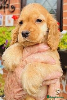 Cocker Spaniel dogs lyncham cocker spaniels - Advert 2
