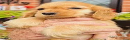 Cocker Spaniel dogs for sale: lyncham cocker spaniels - Advert 1