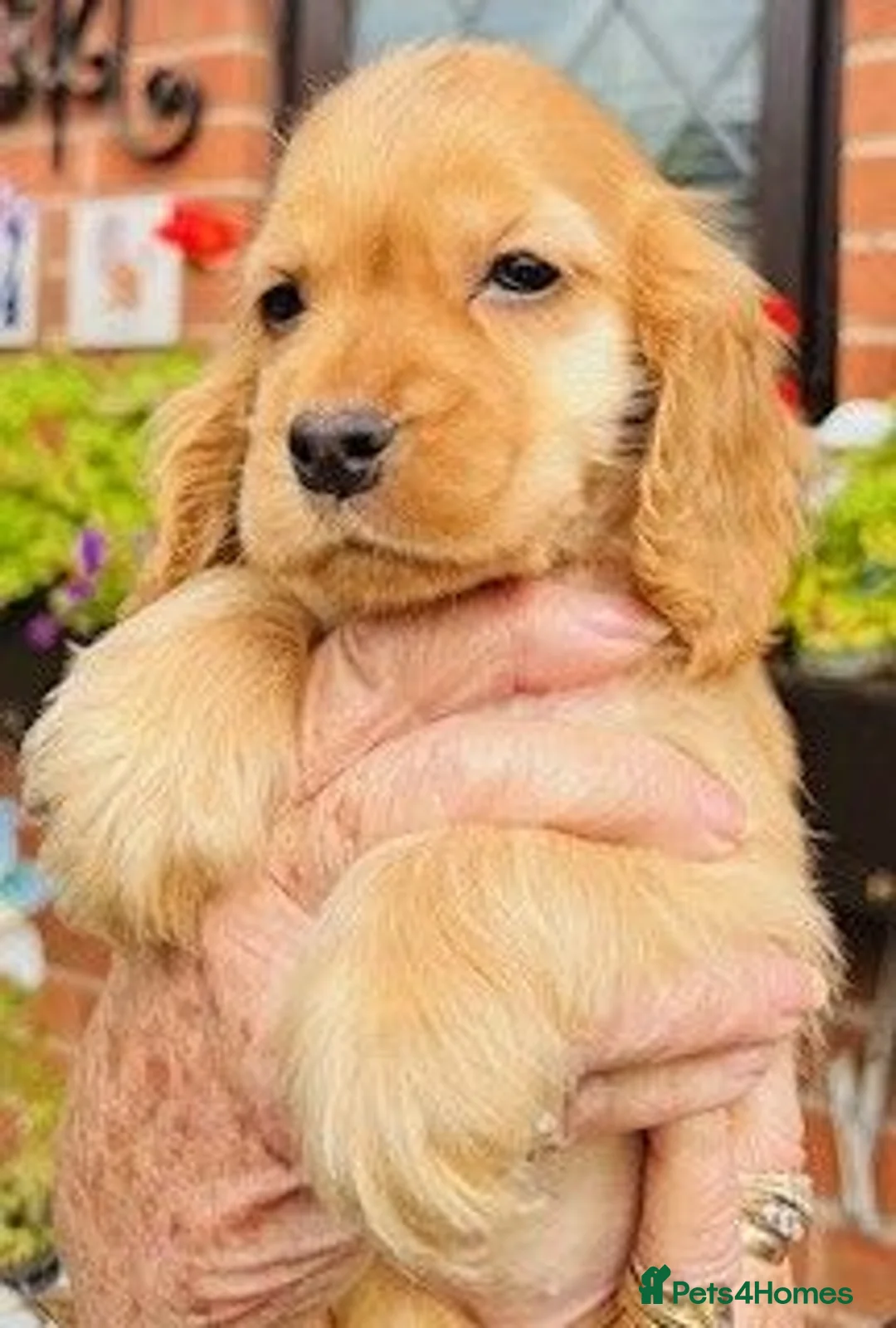 Cocker Spaniel dogs for sale: lyncham cocker spaniels - Advert 1