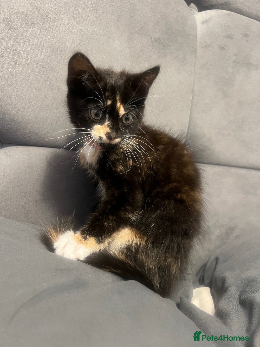 Turkish Angora cats for sale: Cute Baby Kitten Angora Breed - Image 2