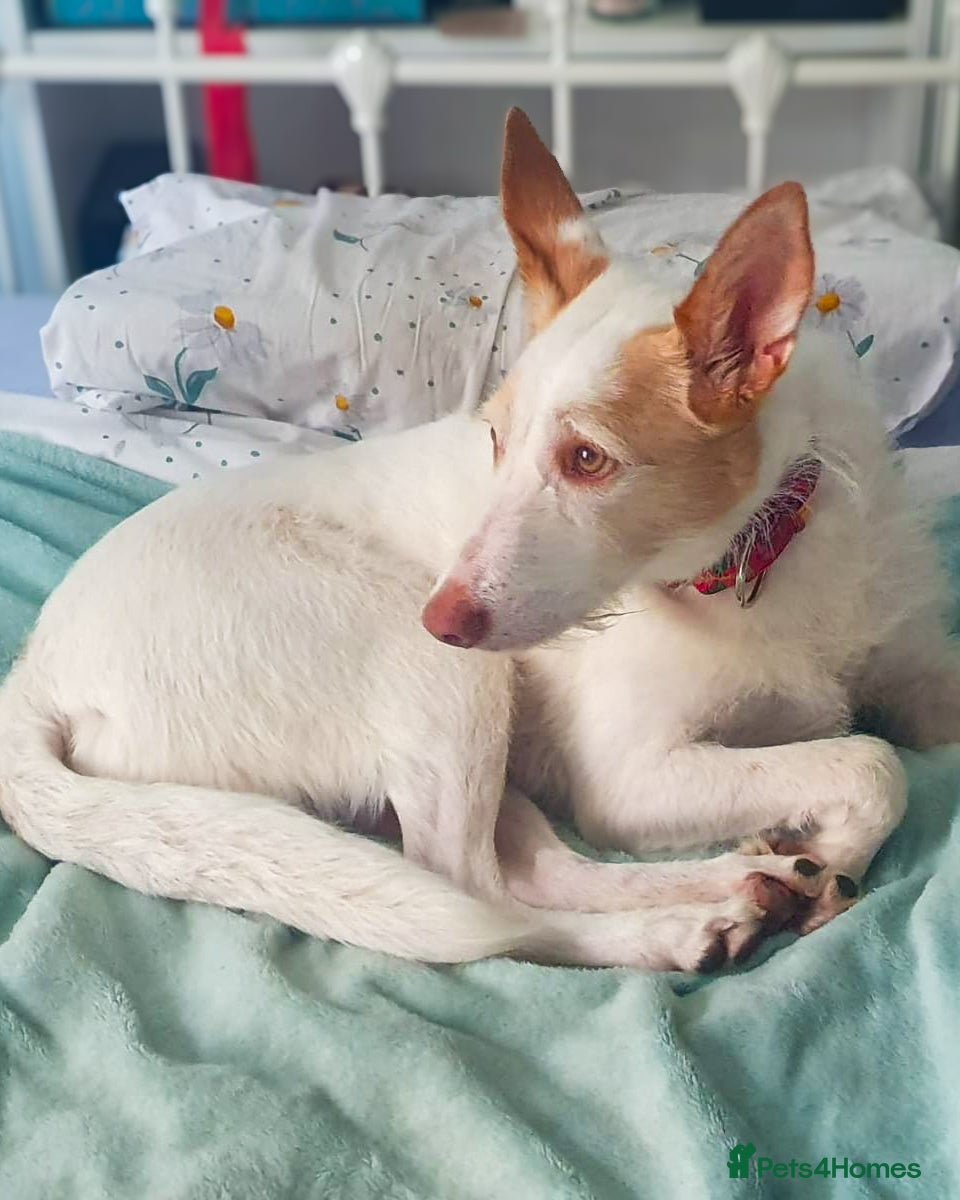 Ibizan Hound dogs Vivian - gentle, sweet Podenco - Advert 2