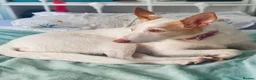 Ibizan Hound dogs for adoption: Vivian - gentle, sweet Podenco in Ayr - Advert 2