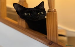Mixed Breed cats for sale: Beautiful black short hair female Kitten  - Advert 3