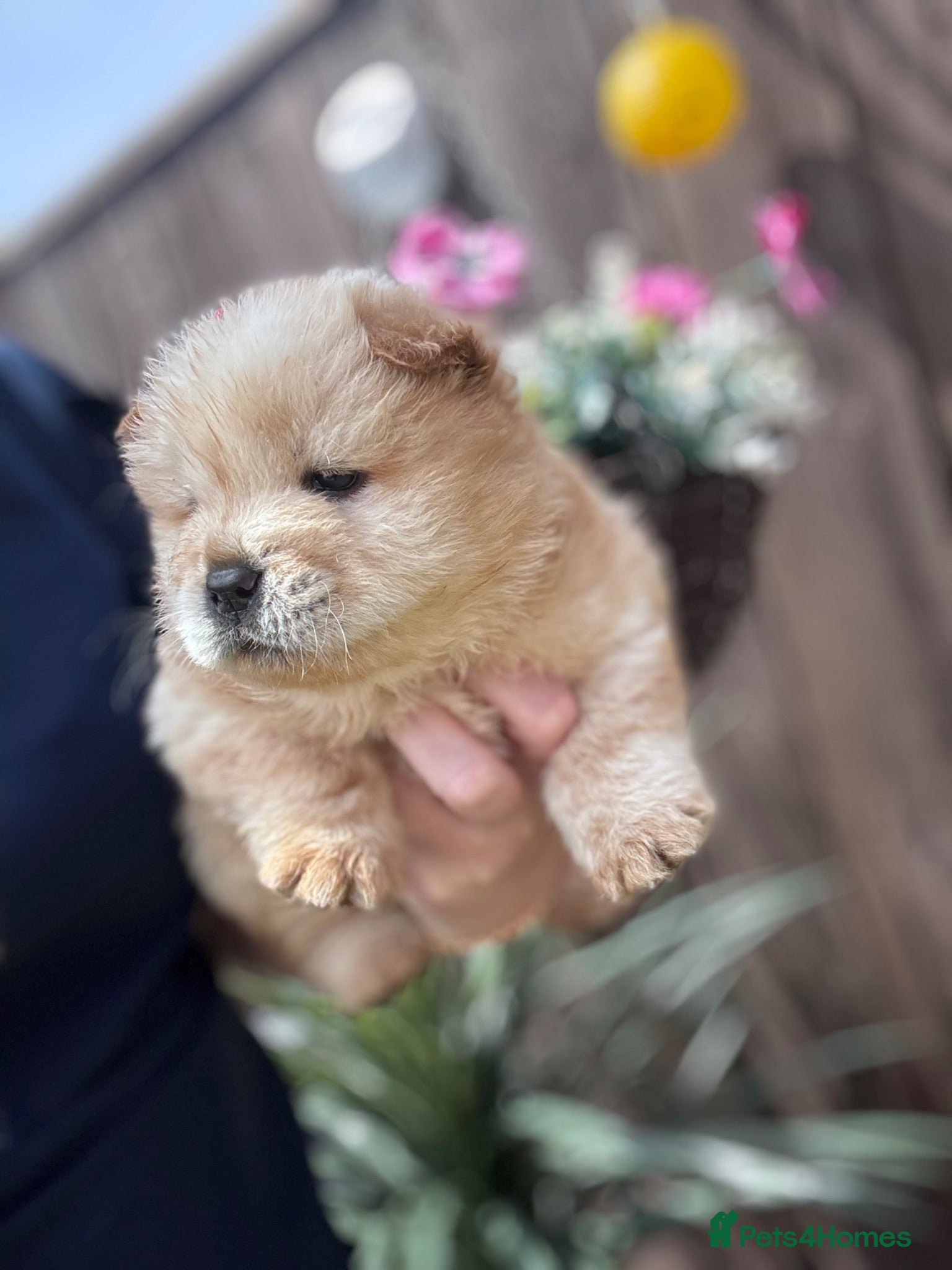Chow Chow dogs Chow chow puppies - Advert 2