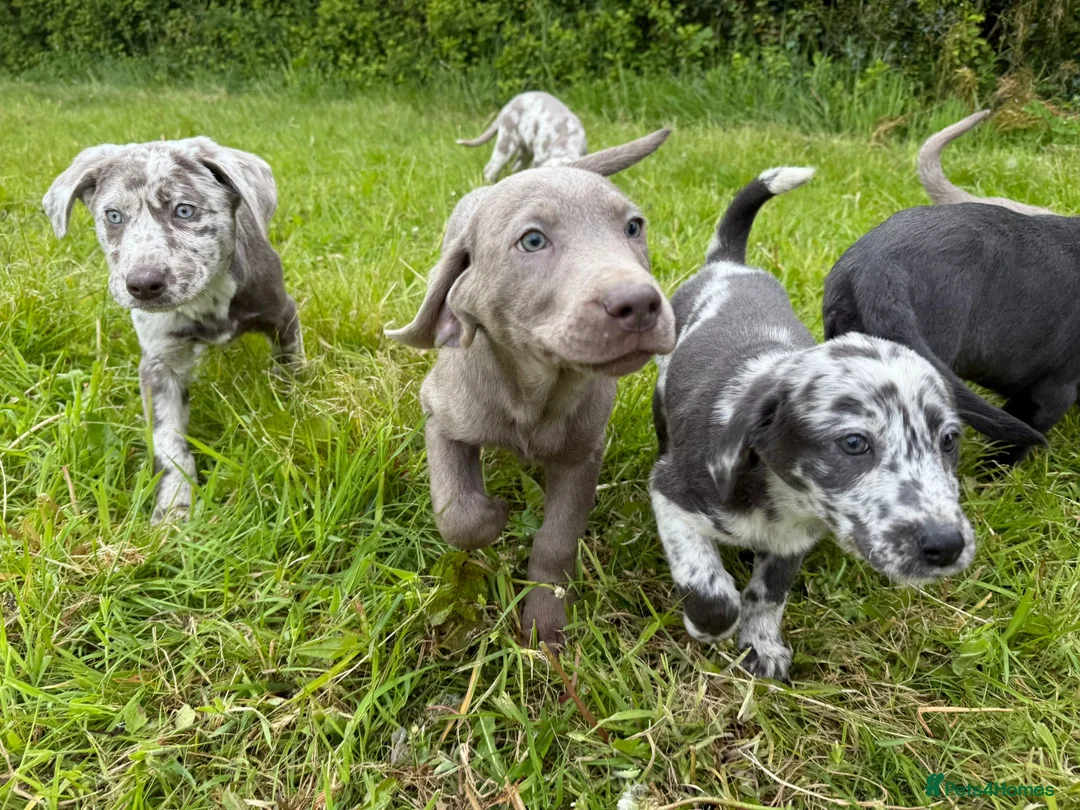 Labrador Retriever dogs for sale: Labrador Retriever Pups – Merle, Silver & Charcoal - Advert 1